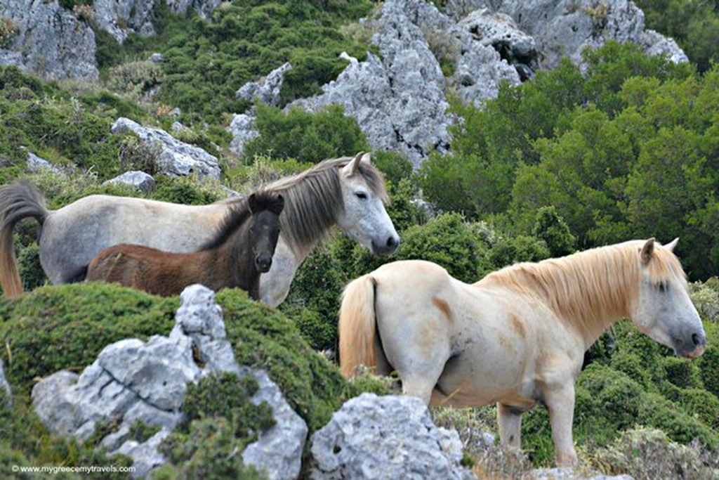  Divlji konji na Kefaloniji 